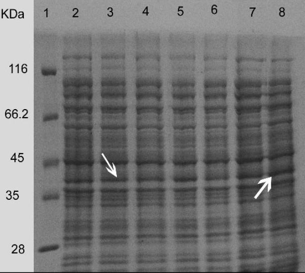 Fig. 6