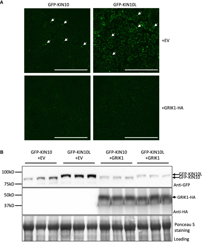 Figure 4