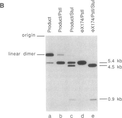 graphic file with name pnas01046-0301-a.jpg