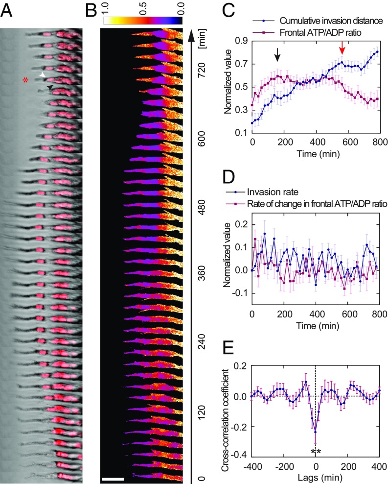 Fig. 3.