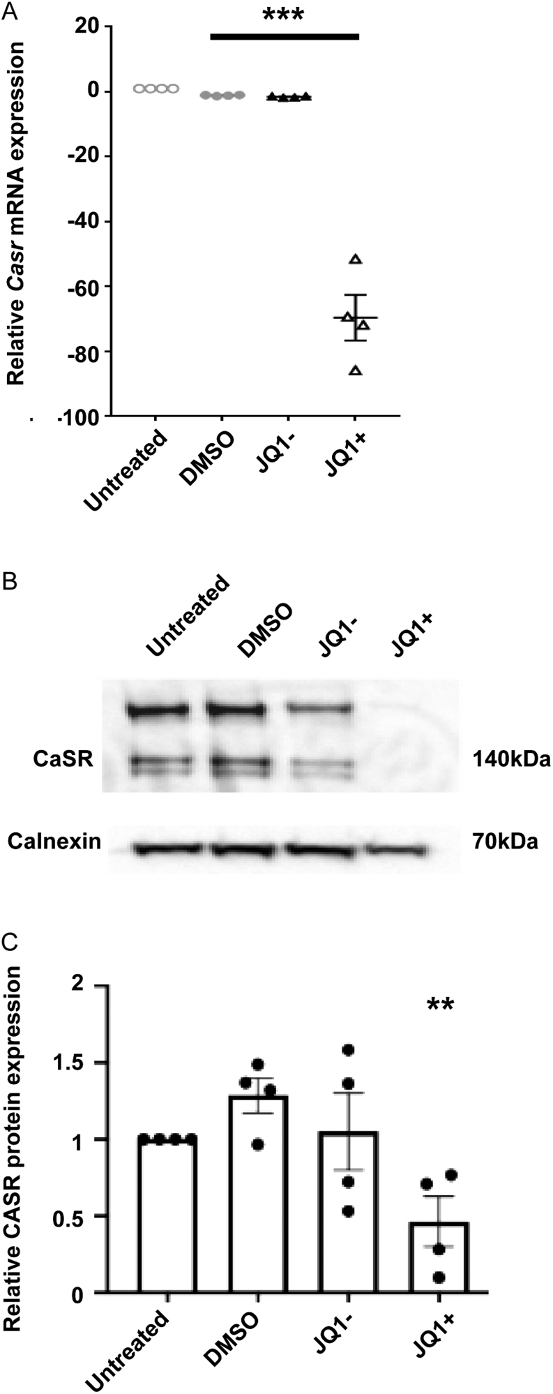 Figure 1 Calcium-sensing receptor