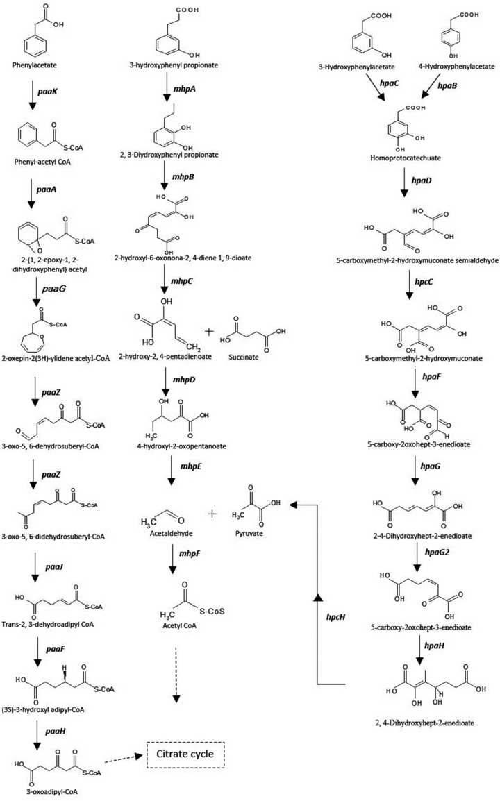 Fig. 10