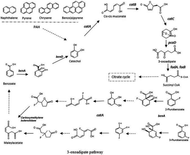 Fig. 7