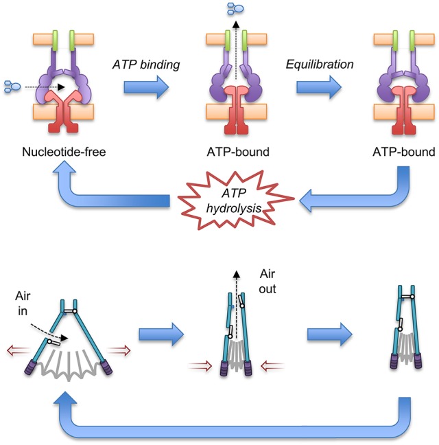 Figure 7