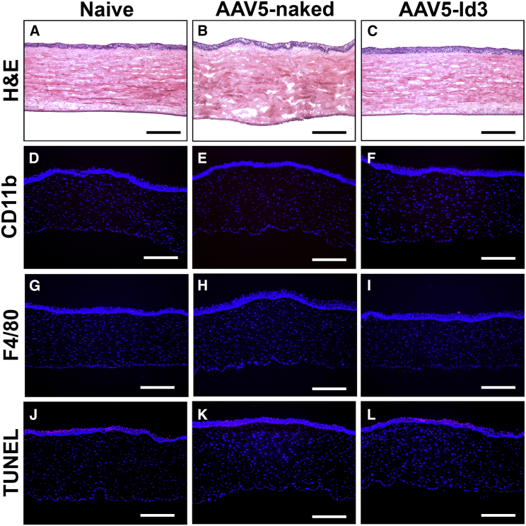 Figure 6