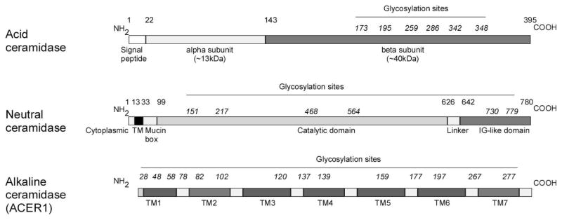 Ceramidases, roles in sphingolipid metabolism and in health and disease ...