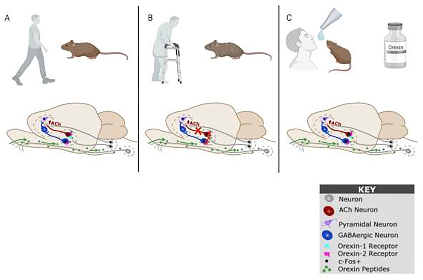 Figure 2: