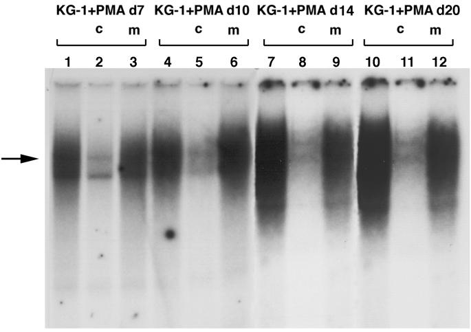 FIG. 5