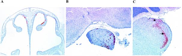 FIG. 2.