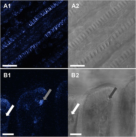 Fig. 9