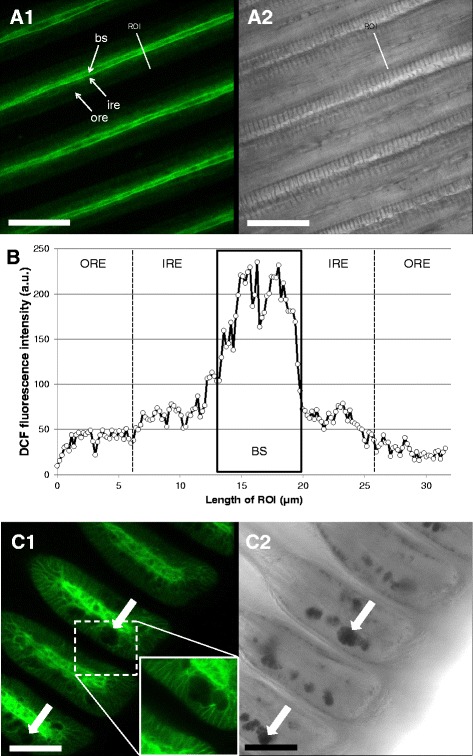 Fig. 6