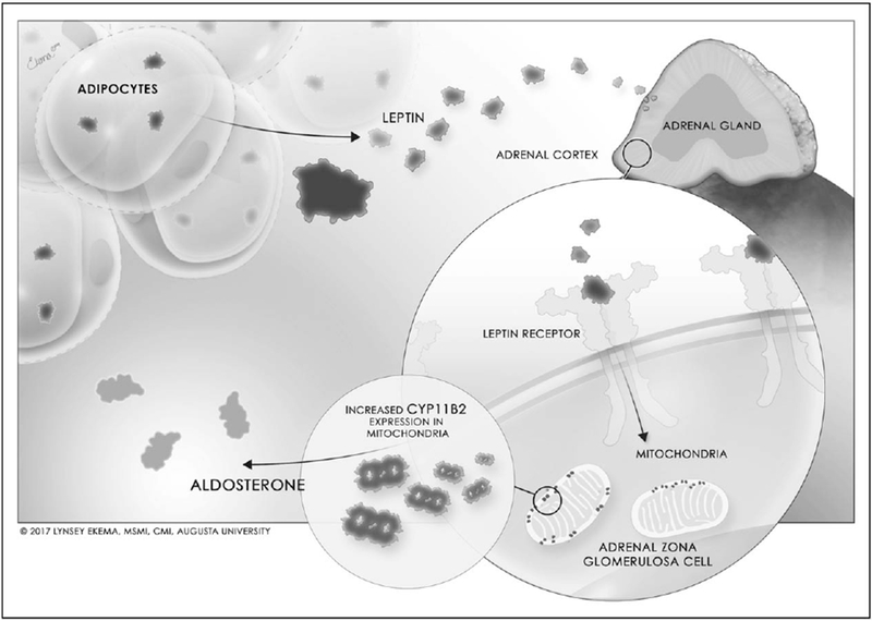 FIGURE 1.