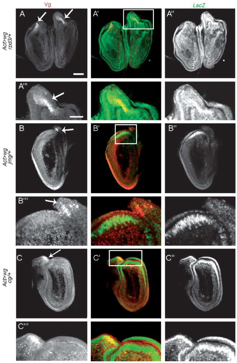 Fig. 4