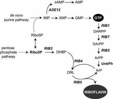 Fig. 1