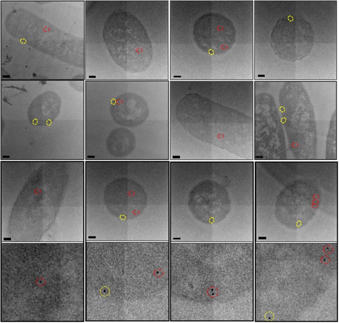 Figure 4.