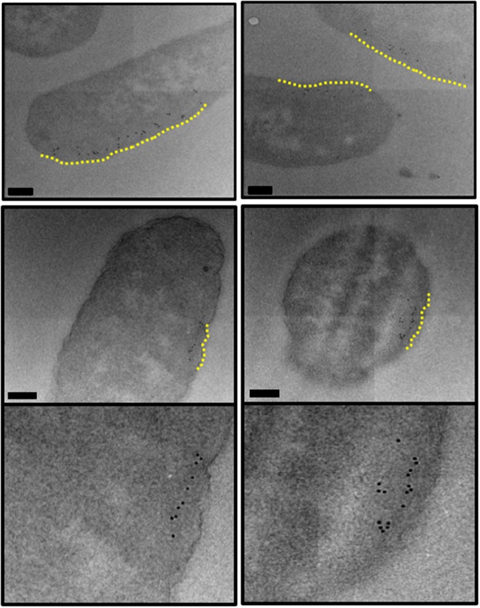 Figure 5.