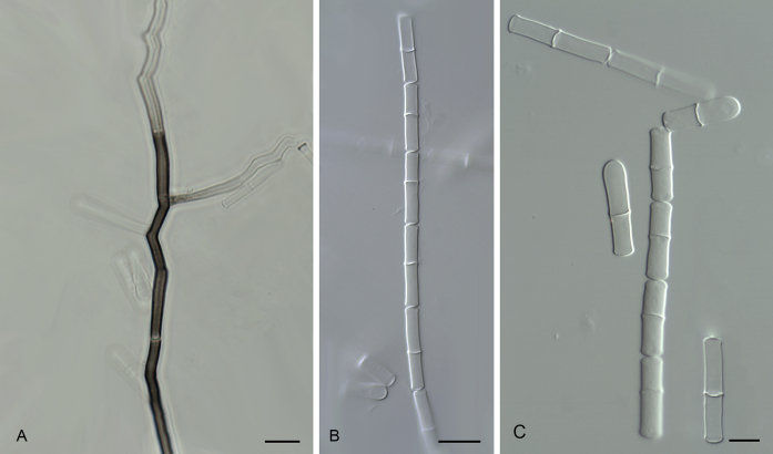 Fig. 19