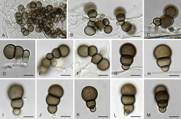 Fig. 18