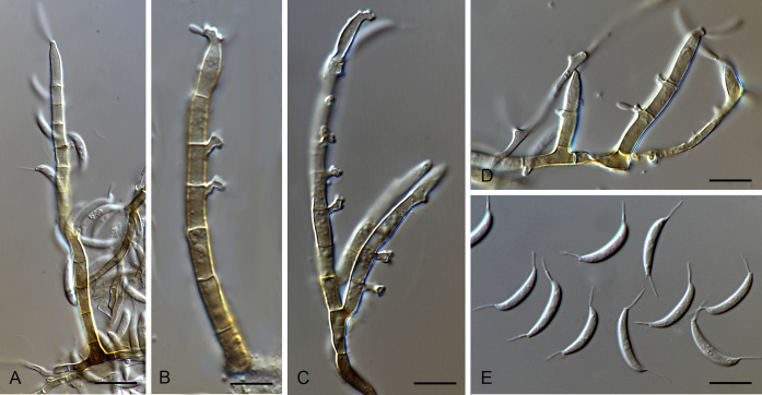 Fig. 23