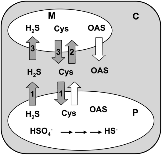 Figure 9.