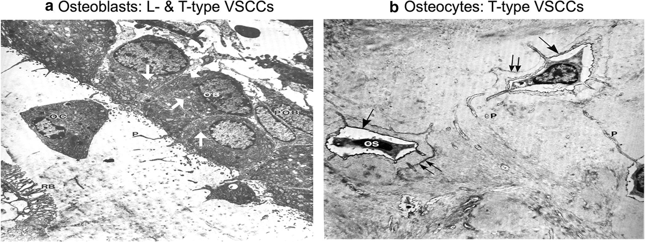 Fig. 4: