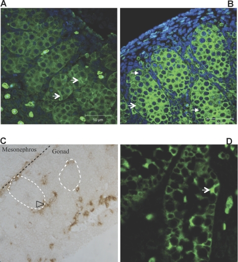 FIG. 1