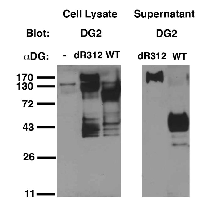 Detection of uncleaved alpha dystroglycan using an antibody specific for the
R312 furin cleavage site. 