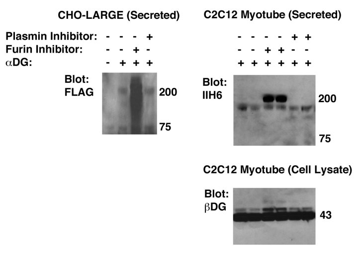 Inhibition of furin cleavage allows secretion of full-length recombinant
alpha dystroglycan (αDG) from CHO-LARGE and C2C12 cells. 