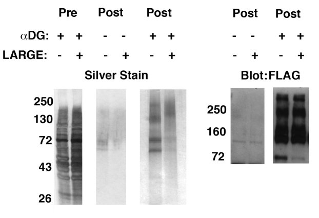 Characterization of delR312 αDG purified from transfected CHO or CHO-LARGE
cells. 