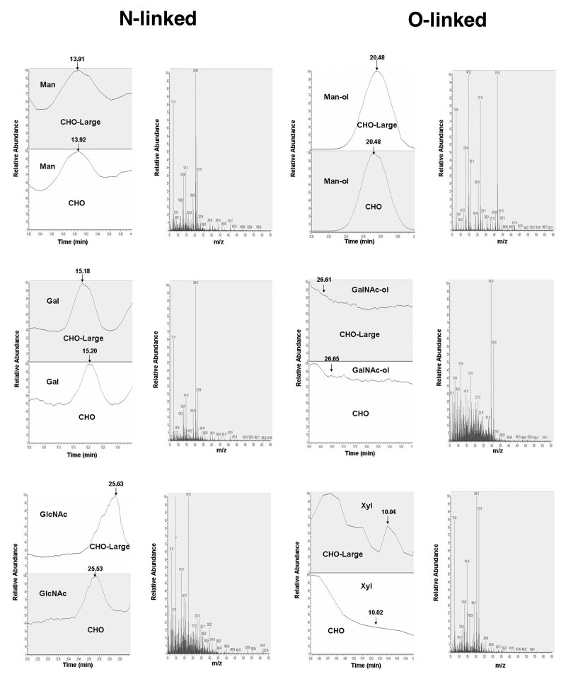 Examples of chromatographic profiles and mass spectra for N- and O-linked
monosaccharides from delR312 αDG purified from CHO and CHO-LARGE cells.