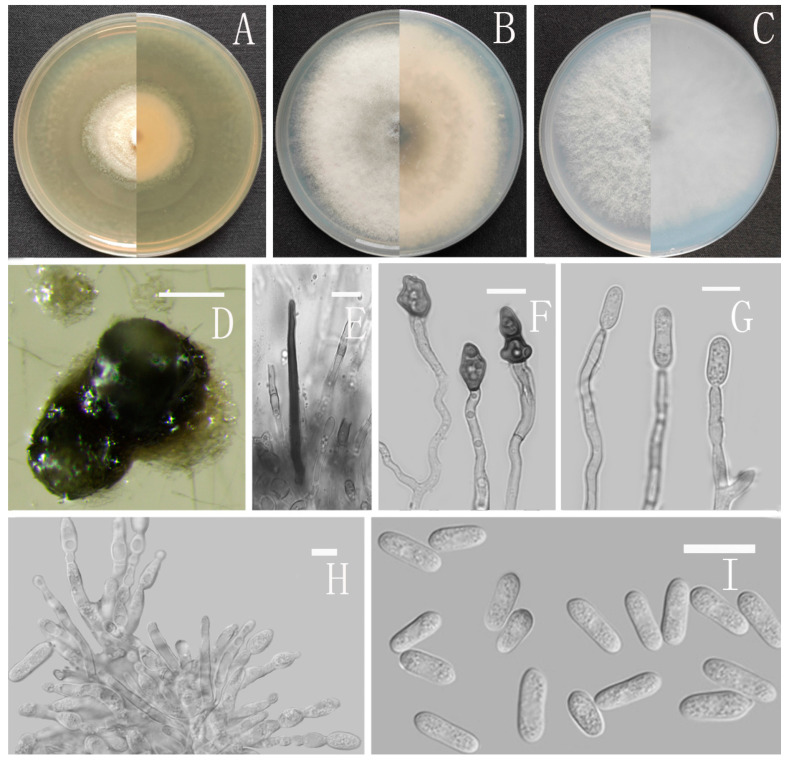 Figure 15