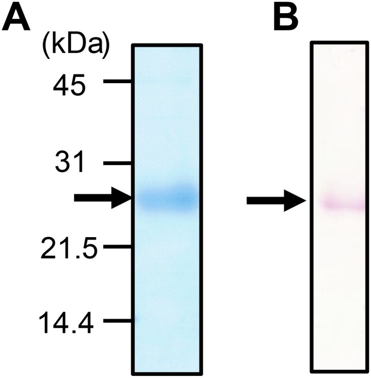 Fig. S1.