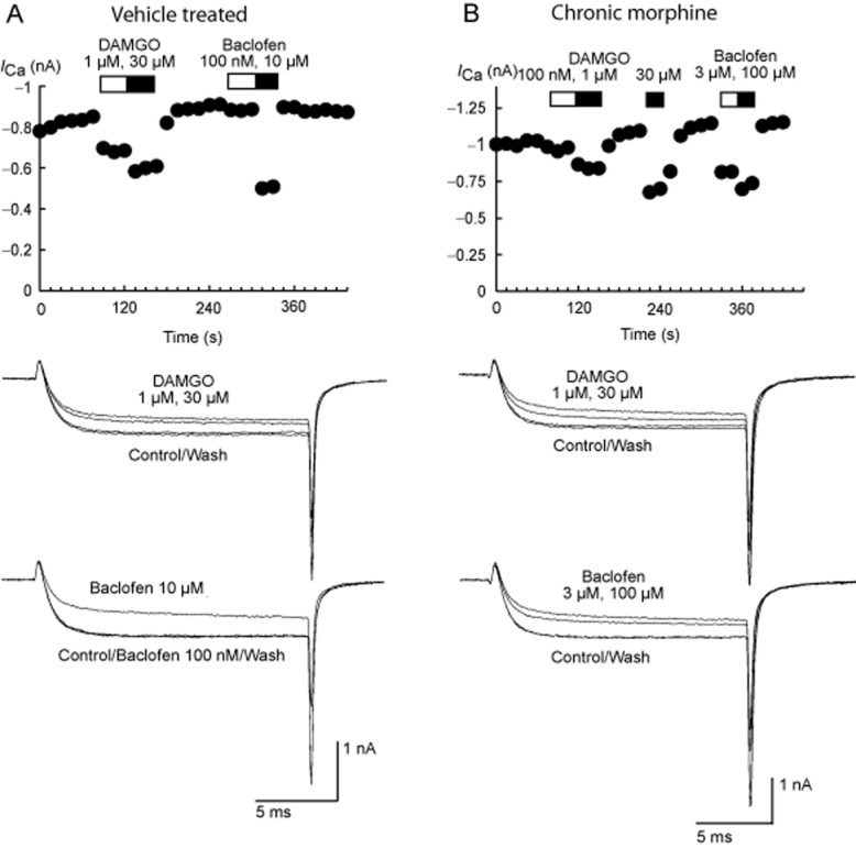 β-arrestin-2 Knockout Prevents Development Of Cellular μ-opioid 