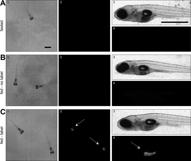 Fig. 3.