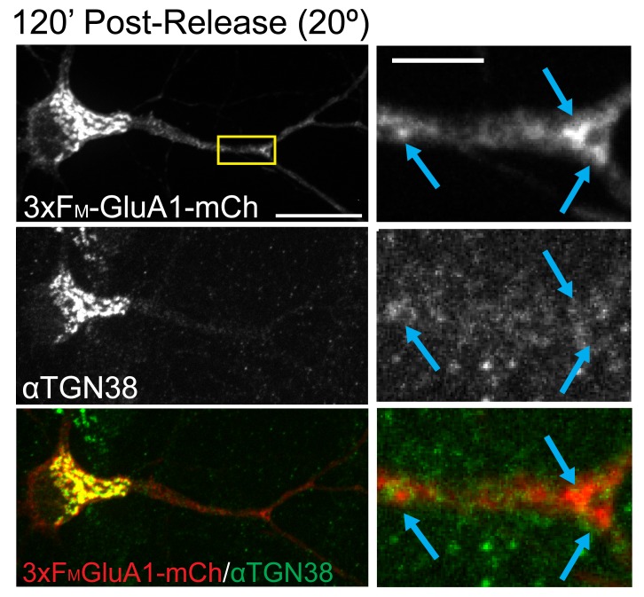 Figure 4—figure supplement 1.