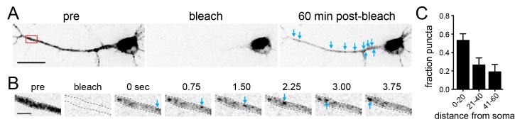 Figure 4—figure supplement 4.