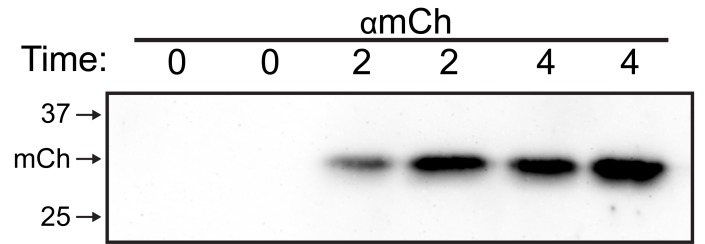 Figure 6—figure supplement 1.