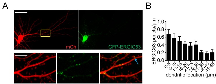 Figure 4—figure supplement 2.