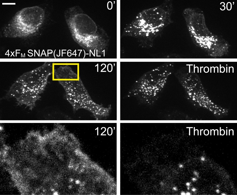 Figure 1—figure supplement 2.