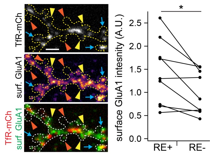 Figure 6—figure supplement 3.