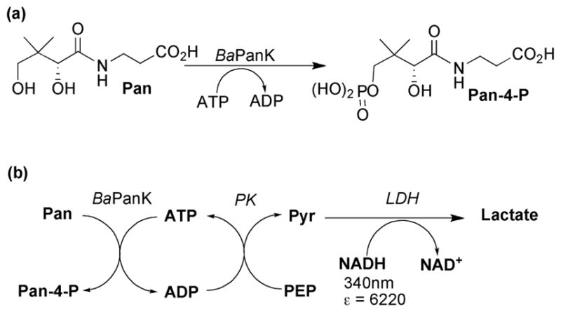 Scheme 6