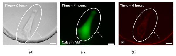 Fig. 8
