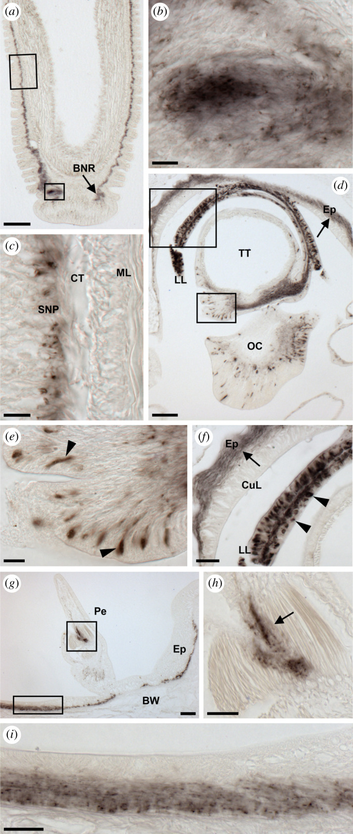 Figure 10.