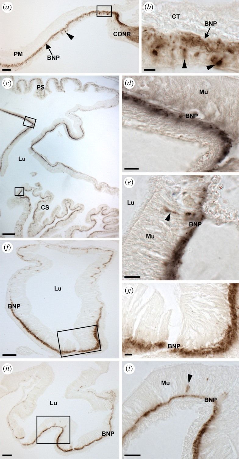 Figure 9.