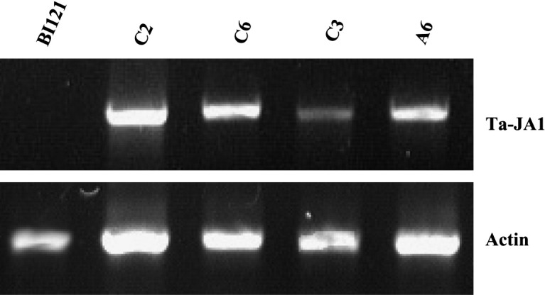 Fig. 4