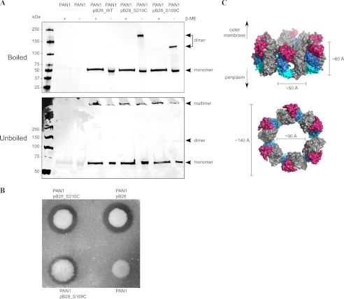 FIGURE 4.