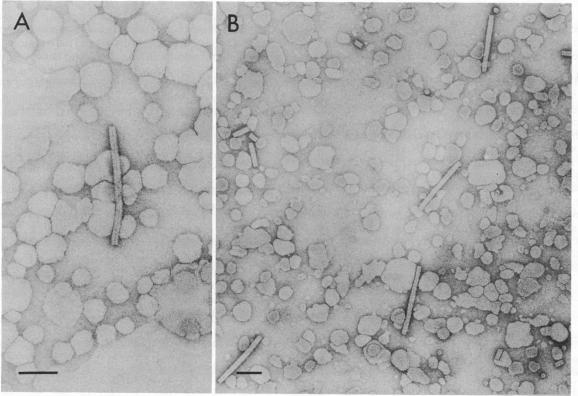 graphic file with name pnas00277-0077-a.jpg