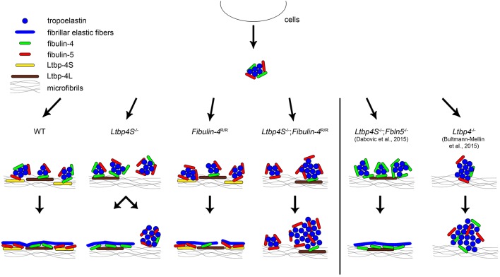 Fig. 3.