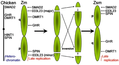 Fig. 11