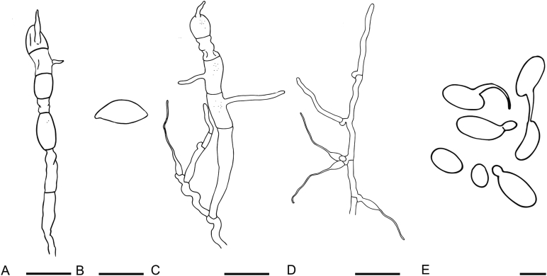 Fig. 13